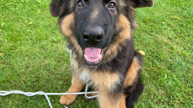 Ich würd' noch ein Stück Fleisch nehmen - muss auch nicht gegrillt sein ;-)